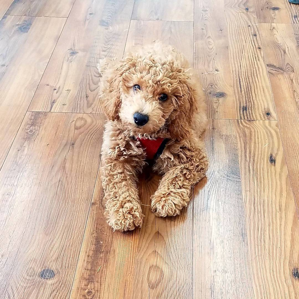 Smart Mini Goldendoodle Poodle Mix Pup