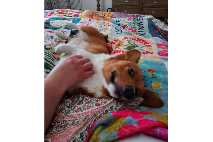 Best Pembroke Welsh Corgi Baby