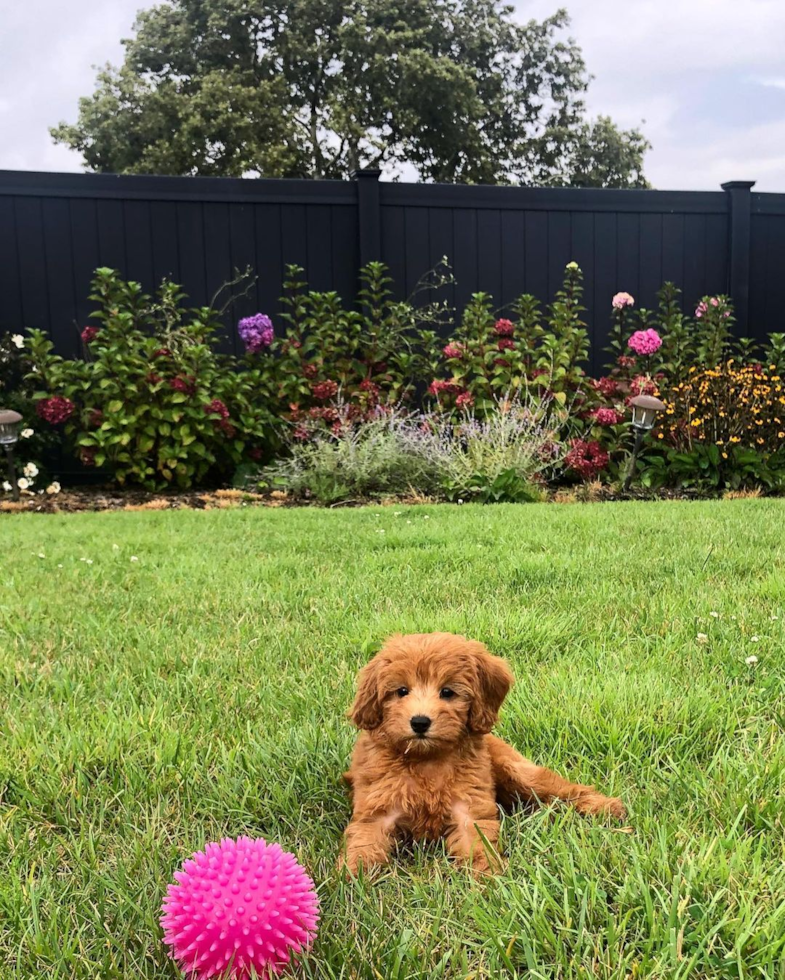 Mini Goldendoodle Being Cute