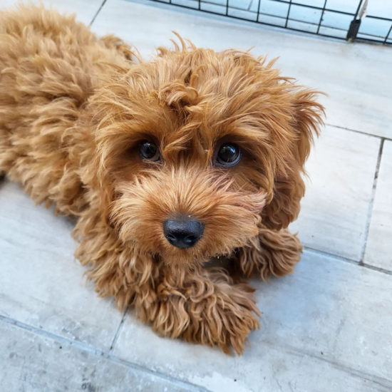 Cavapoo Being Cute