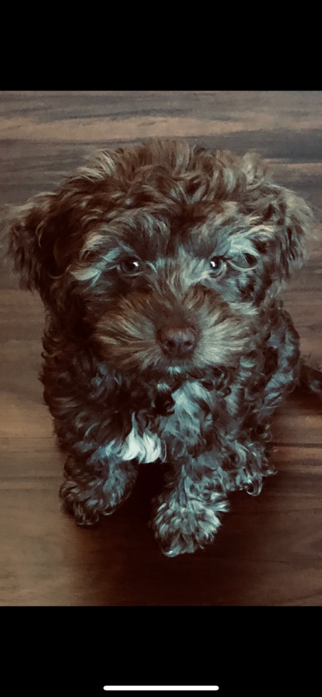 Fluffy Cockapoo Poodle Mix Pup