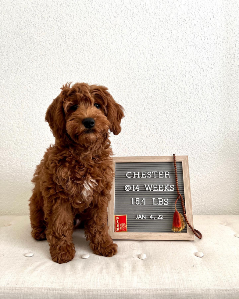 Hypoallergenic Golden Retriever Poodle Mix Pup