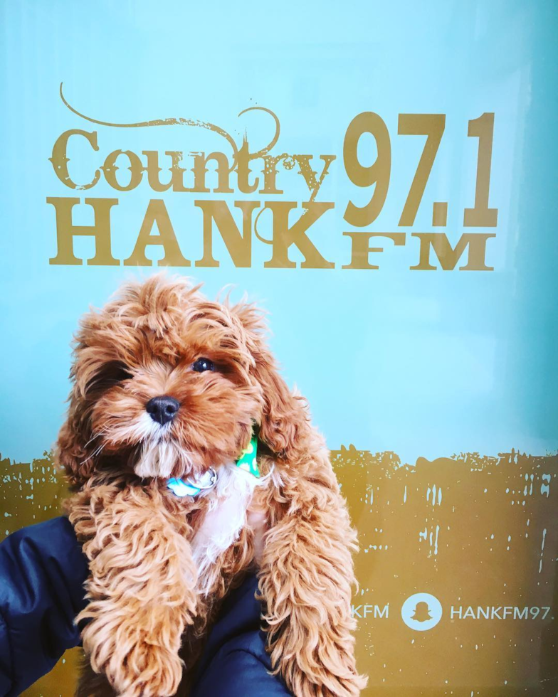 Albuquerque Cavapoo Pup