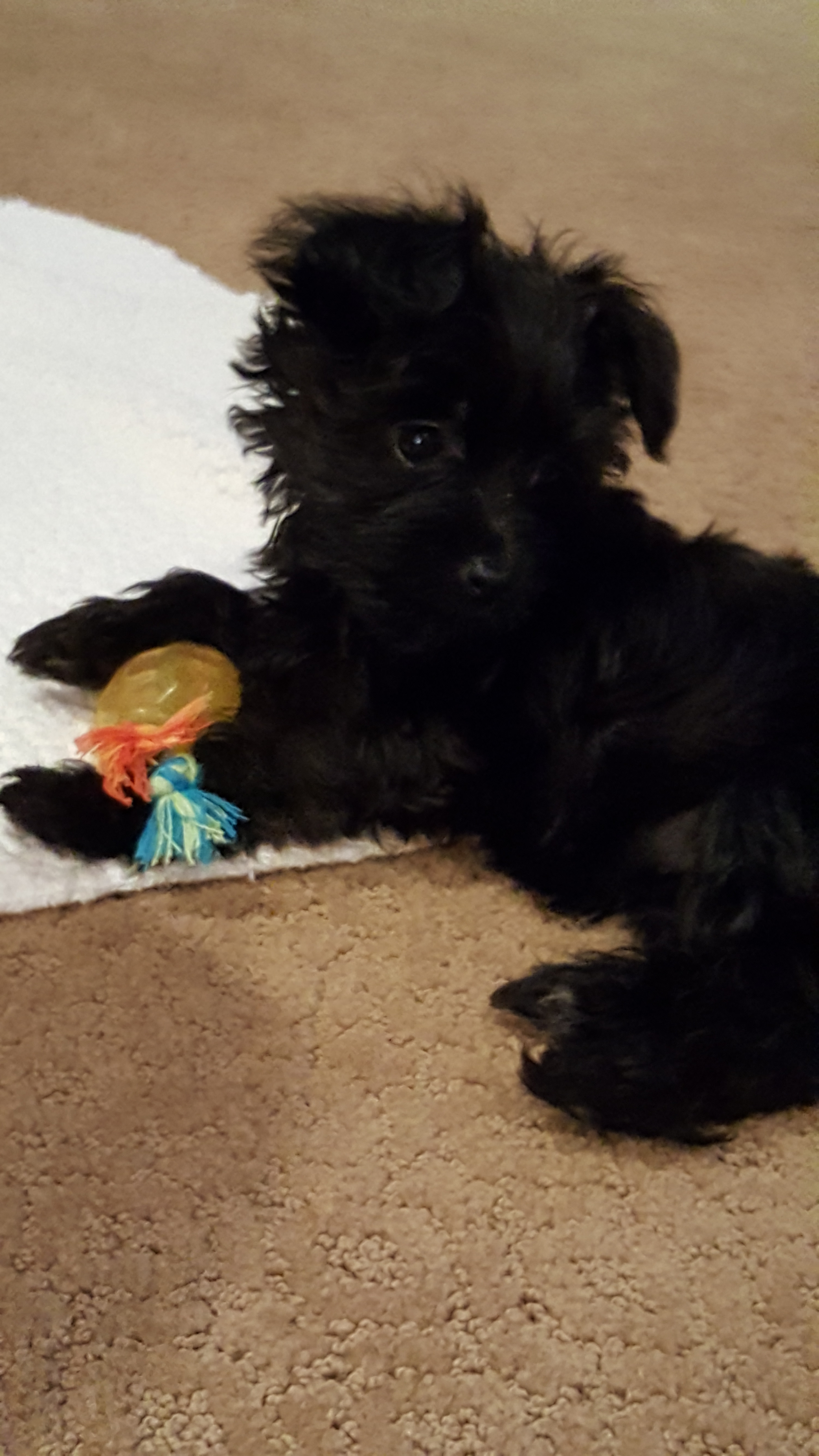Morkie Pup Being Cute