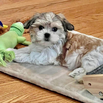 Happy Teddy Bear Pup