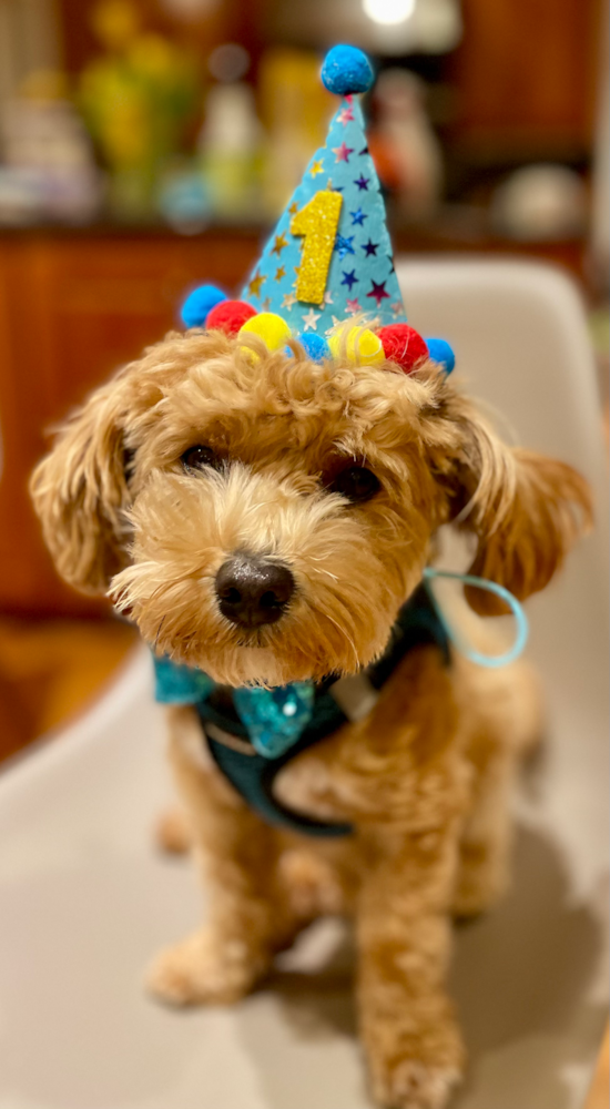 Cute Maltipoo Pup