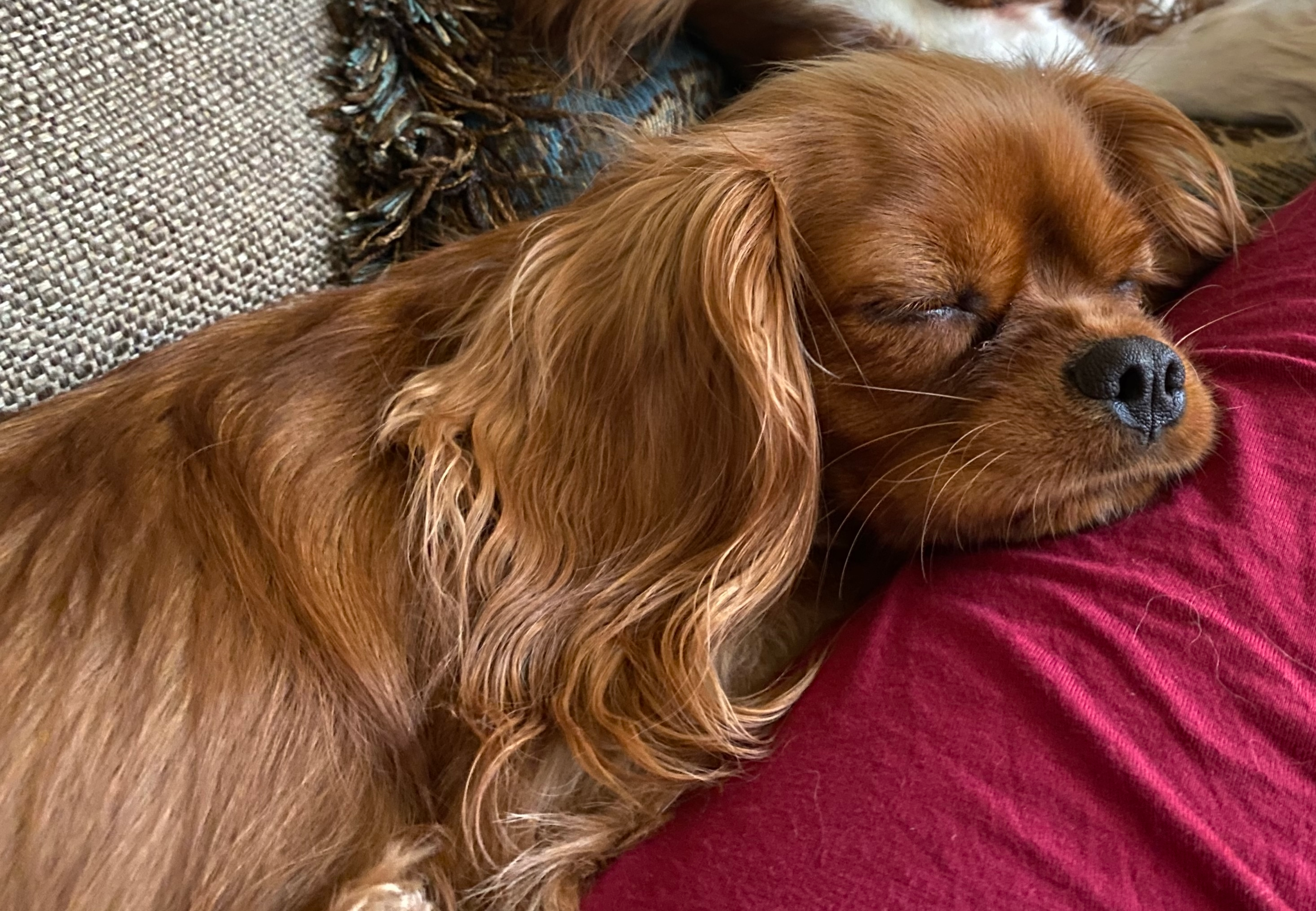 Friendly Cavalier King Charles Spaniel Baby