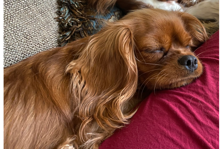 Friendly Cavalier King Charles Spaniel Baby