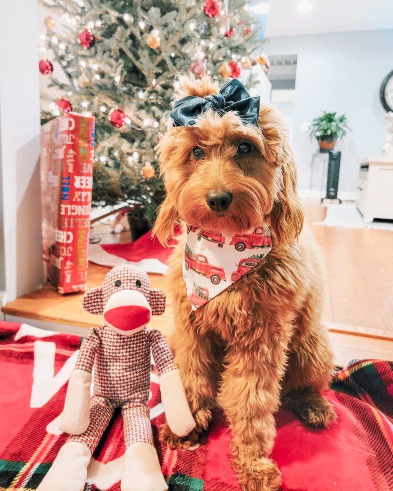 Funny Mini Goldendoodle Poodle Mix Pup