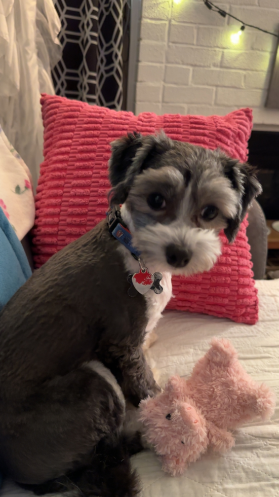 Havanese Pup