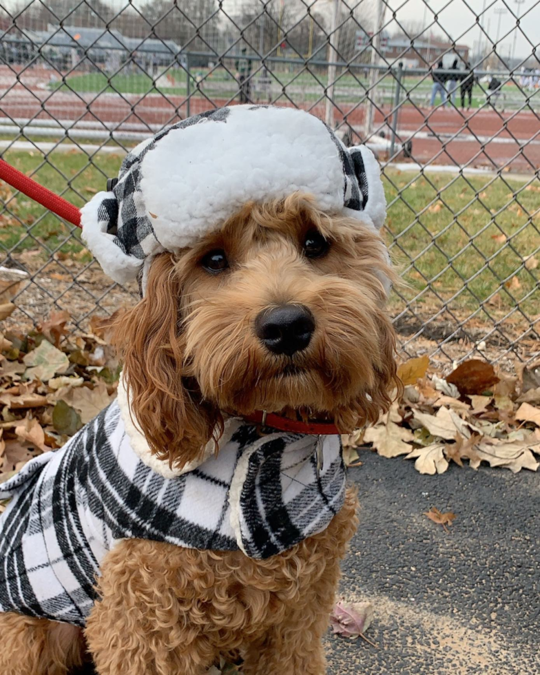 Cockapoo Being Cute