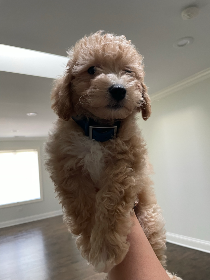 Little Bichpoo Poodle Mix Pup