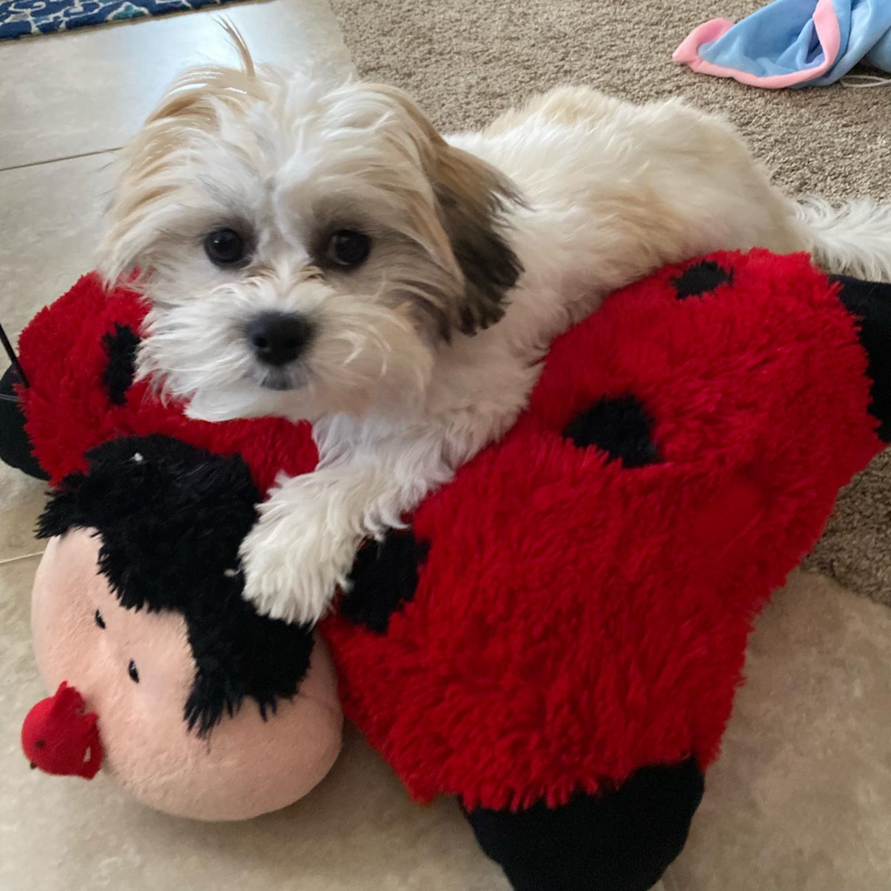 Happy Teddy Bear Pup in Phoenix AZ