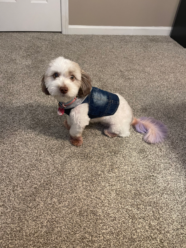 Happy Havanese Pup in