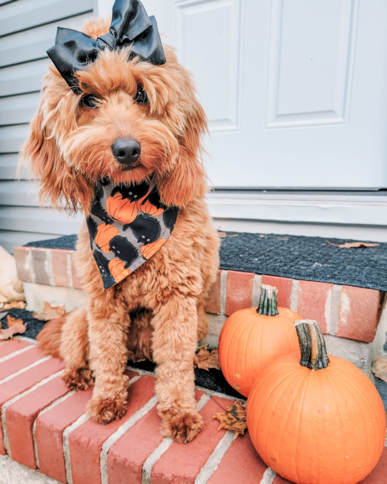 Playful Golden Retriever Poodle Mix Pup