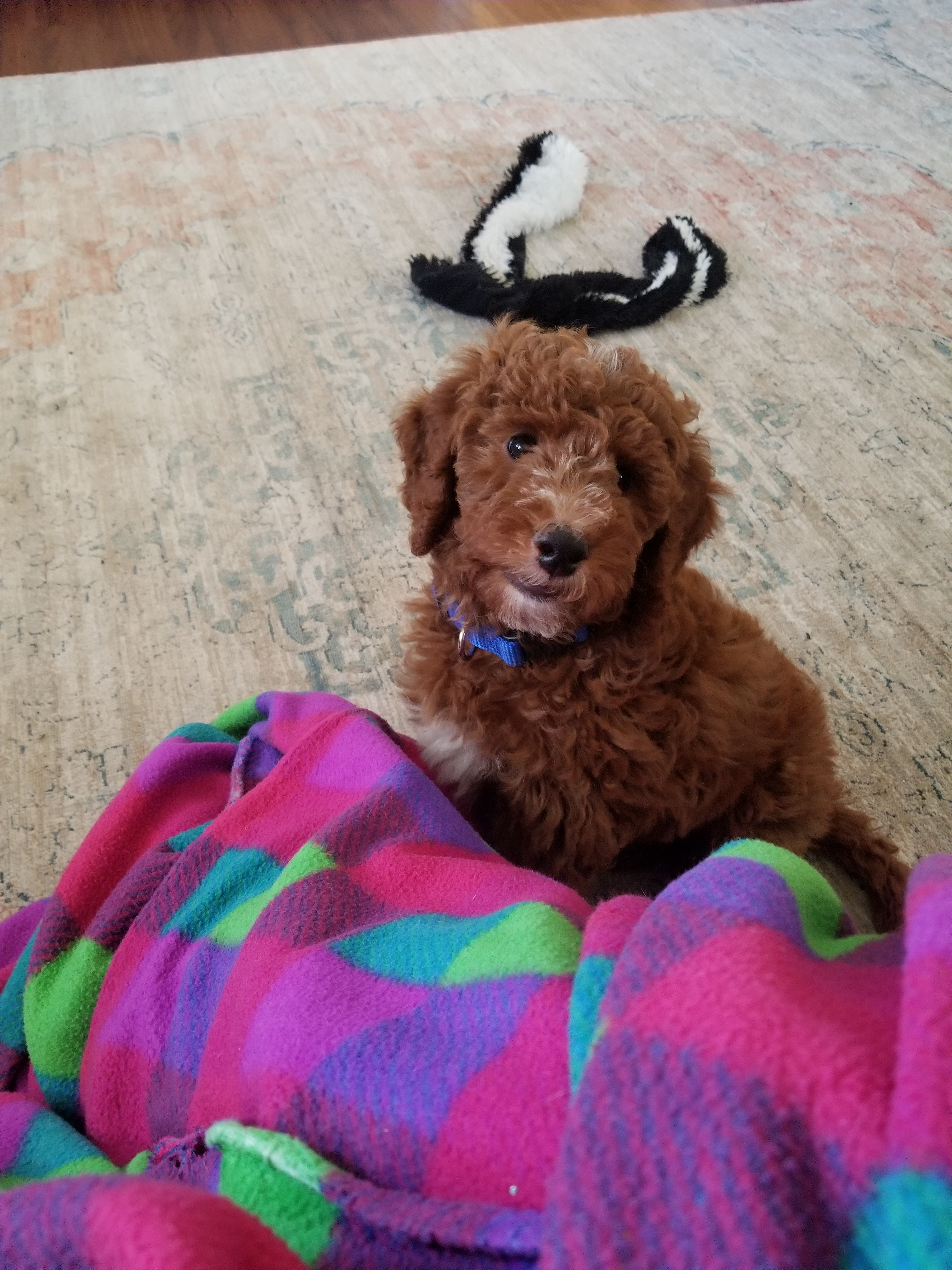 Happy Mini Goldendoodle Baby