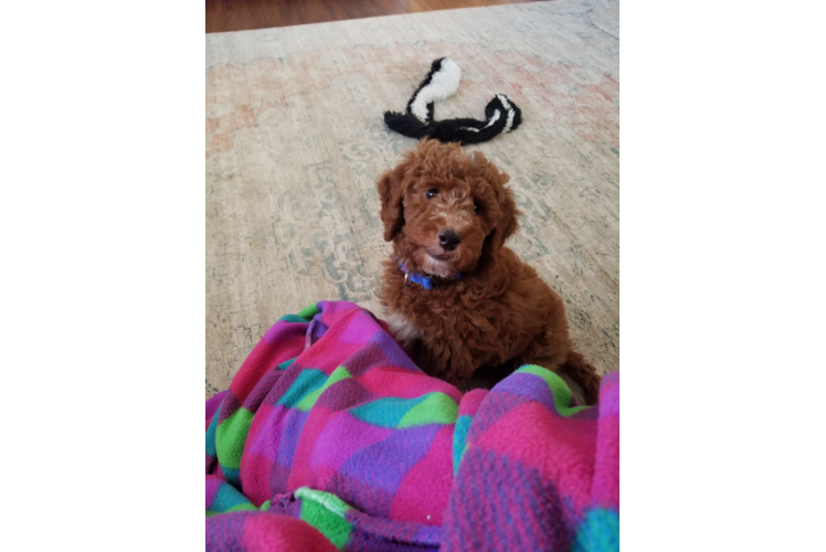 Happy Mini Goldendoodle Baby