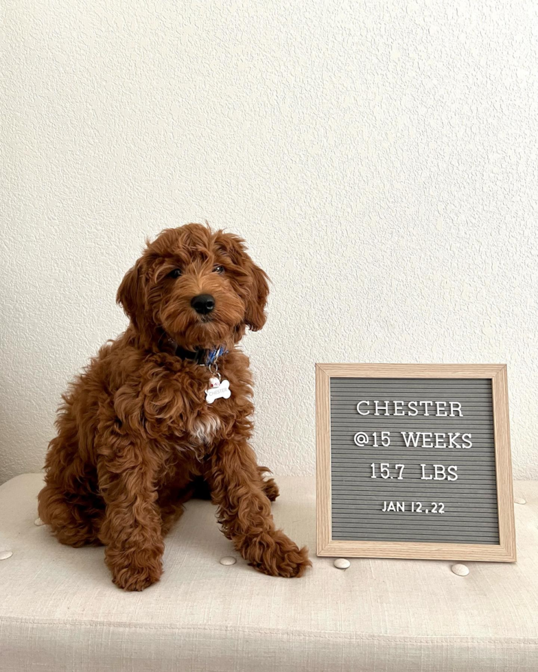 Sweet Mini Goldendoodle Pup