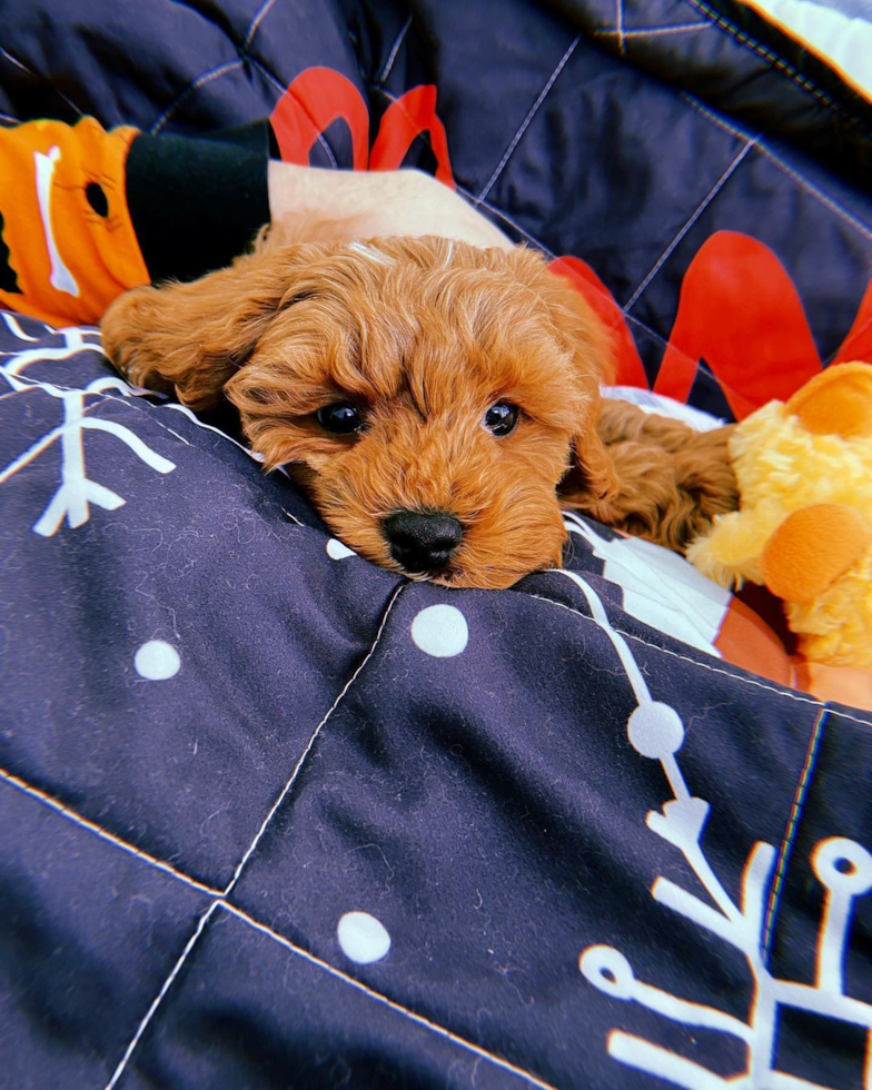 Adorable Cavoodle Poodle Mix Pup