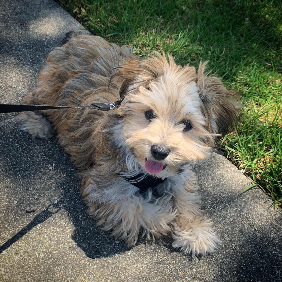 Cute Morkie Pup