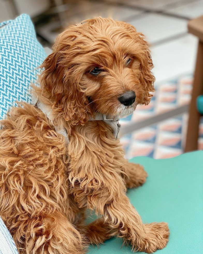 Hypoallergenic Cavoodle Poodle Mix Pup