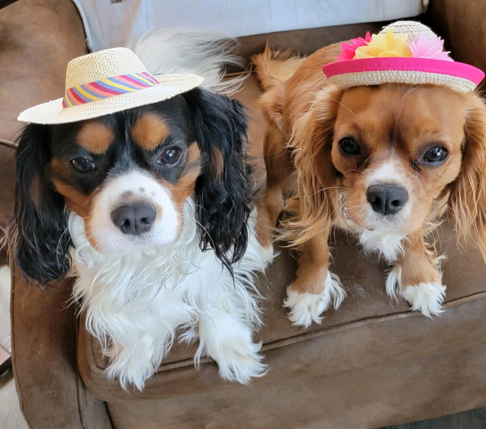 Cavalier King Charles Spaniel Being Cute