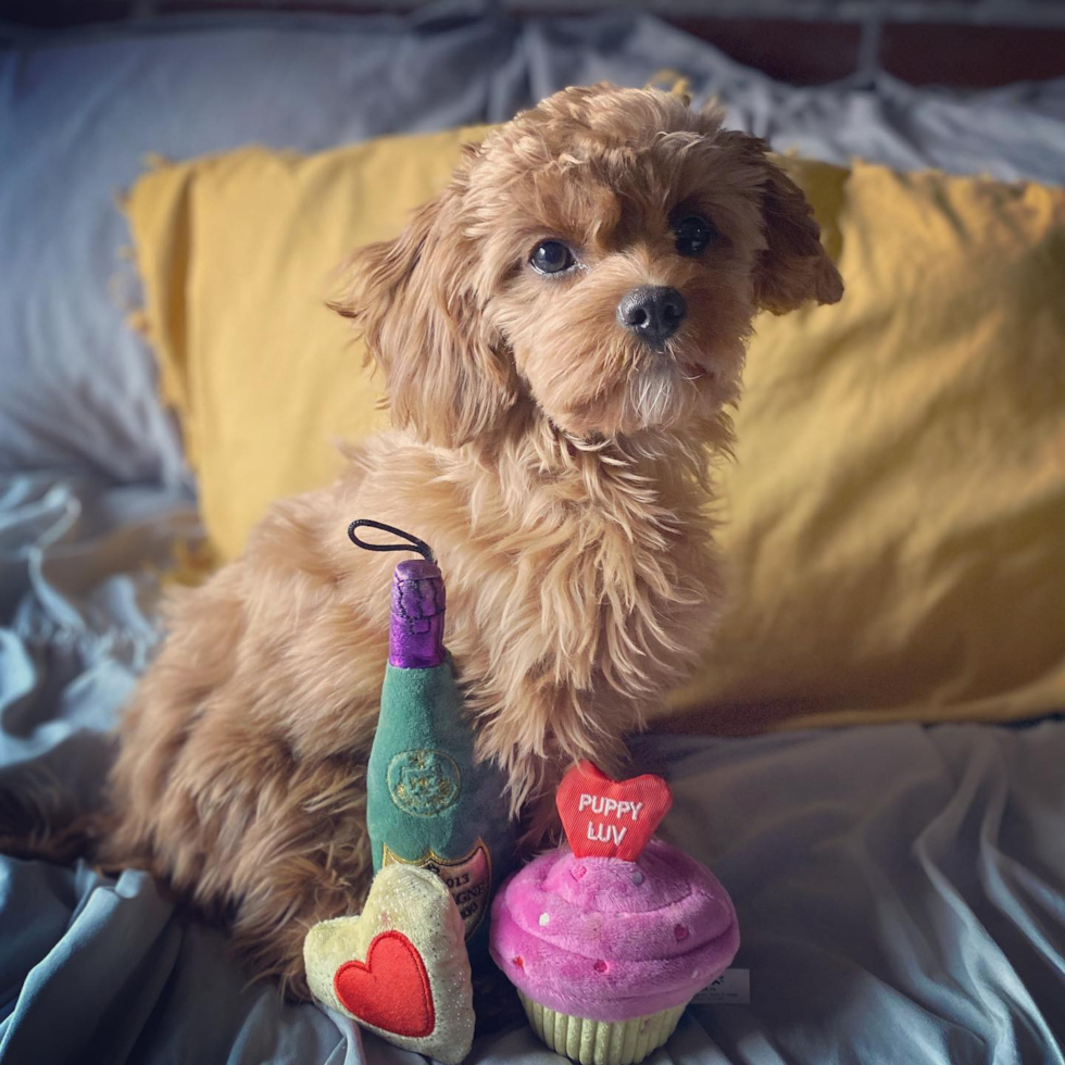 Sweet Cavapoo Pup in New York NY