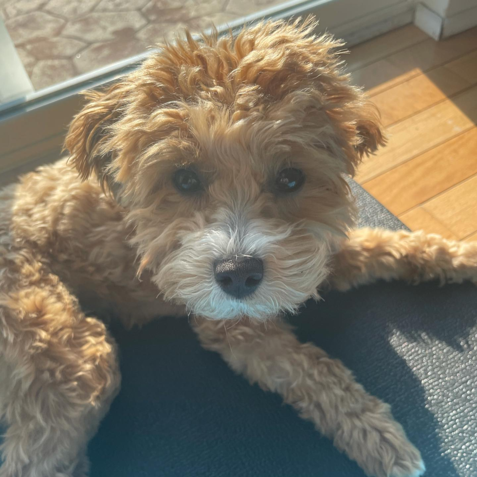 Adorable Maltese Poodle Poodle Mix Pup