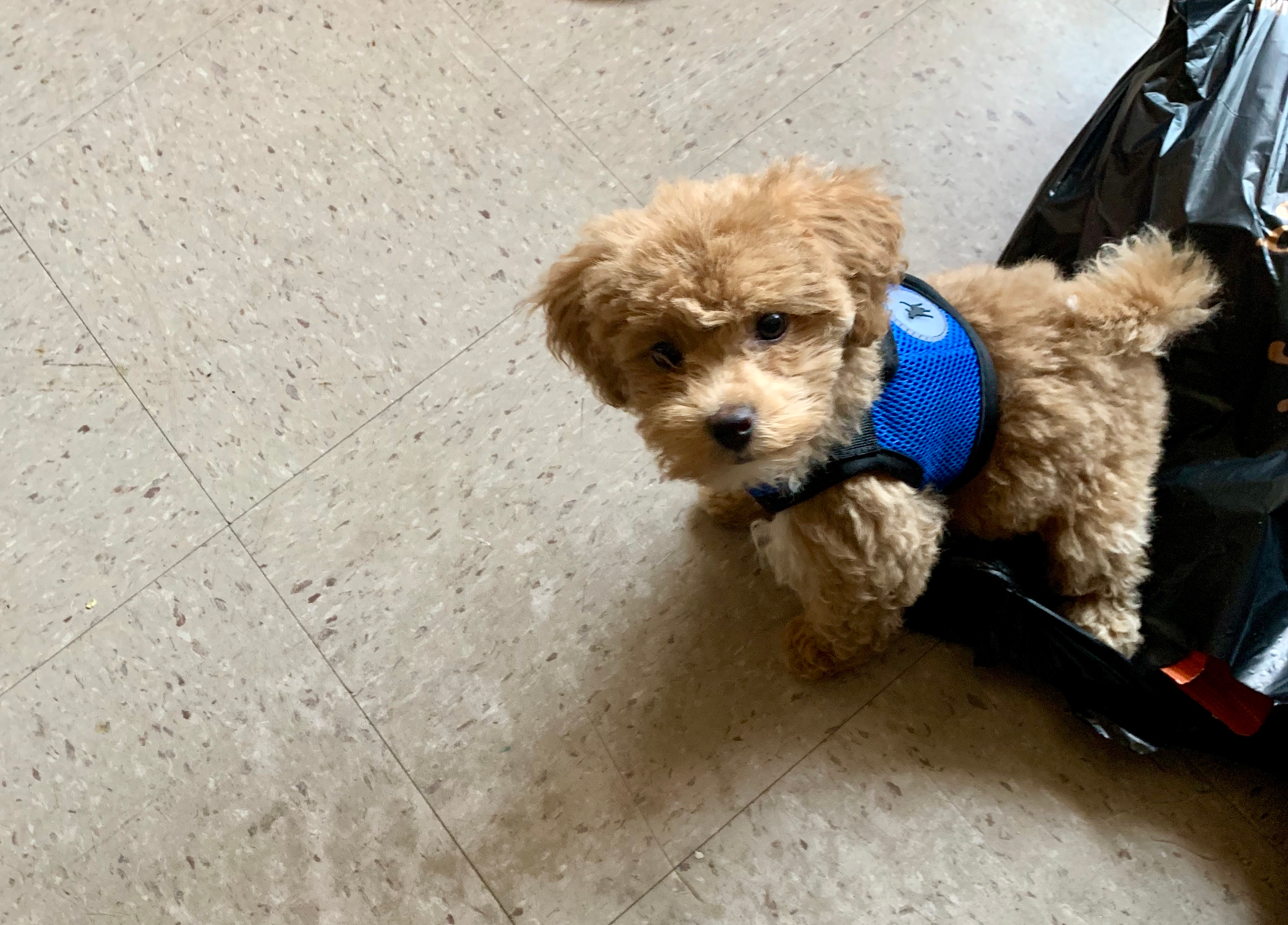 Petite Maltipoo Poodle Mix Pup