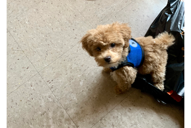 Petite Maltipoo Poodle Mix Pup