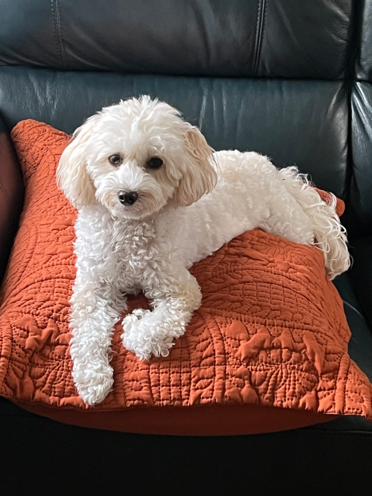 Hypoallergenic Havadoodle Poodle Mix Pup