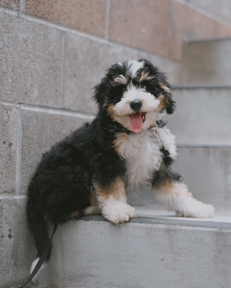 Playful Bernadoodle Poodle Mix Pup