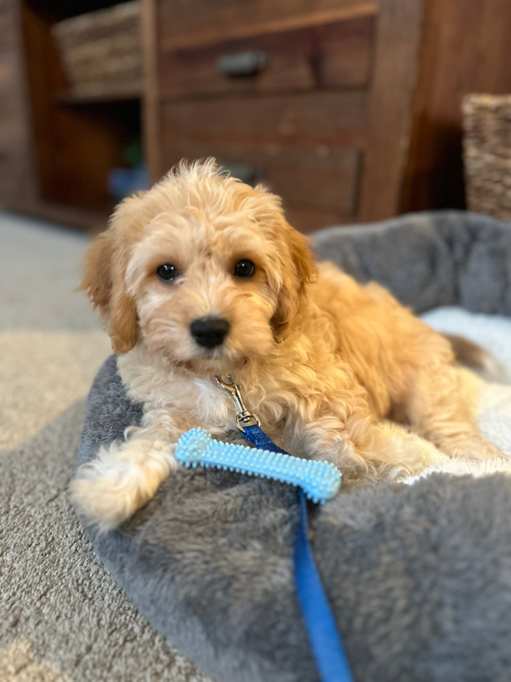 Cavachon Being Cute