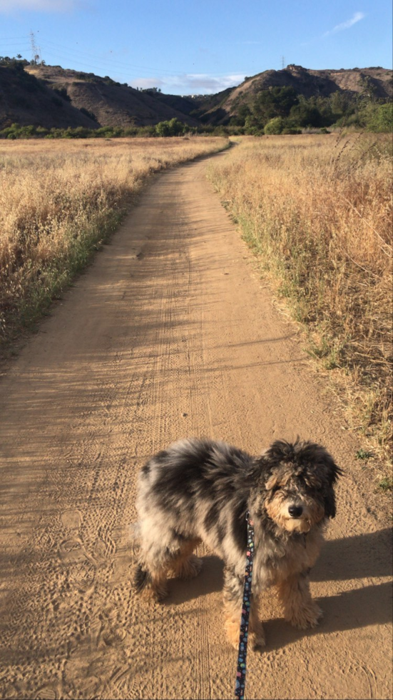 Mini Sheepadoodle Being Cute