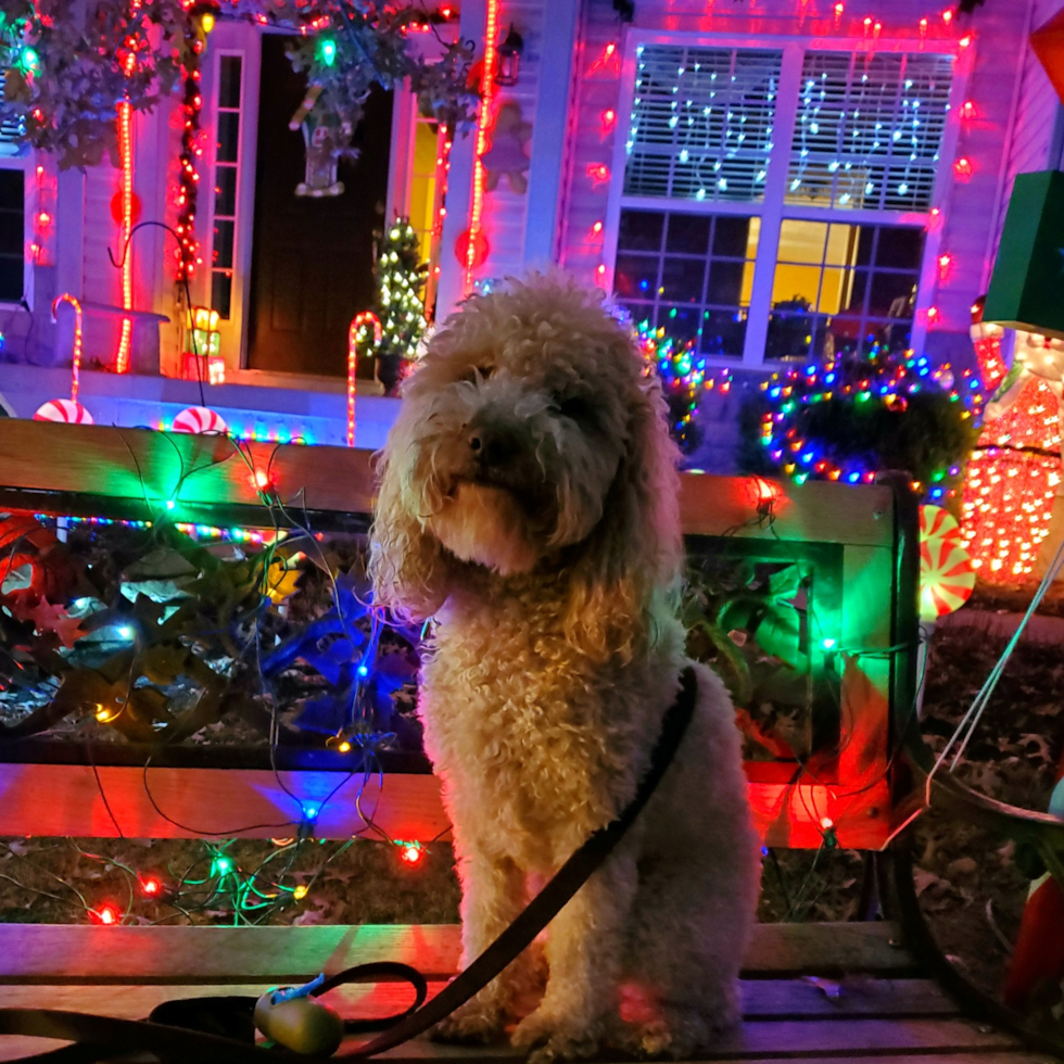 Friendly Mini Goldendoodle Pup in Newark OH