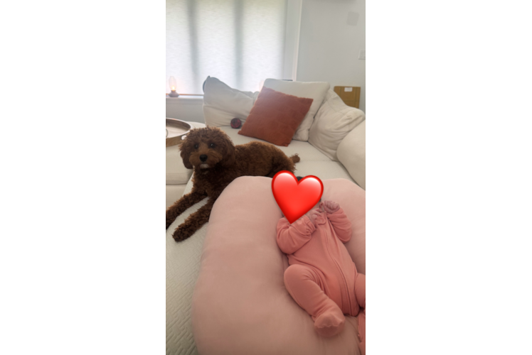 Cavapoo Pup Being Cute