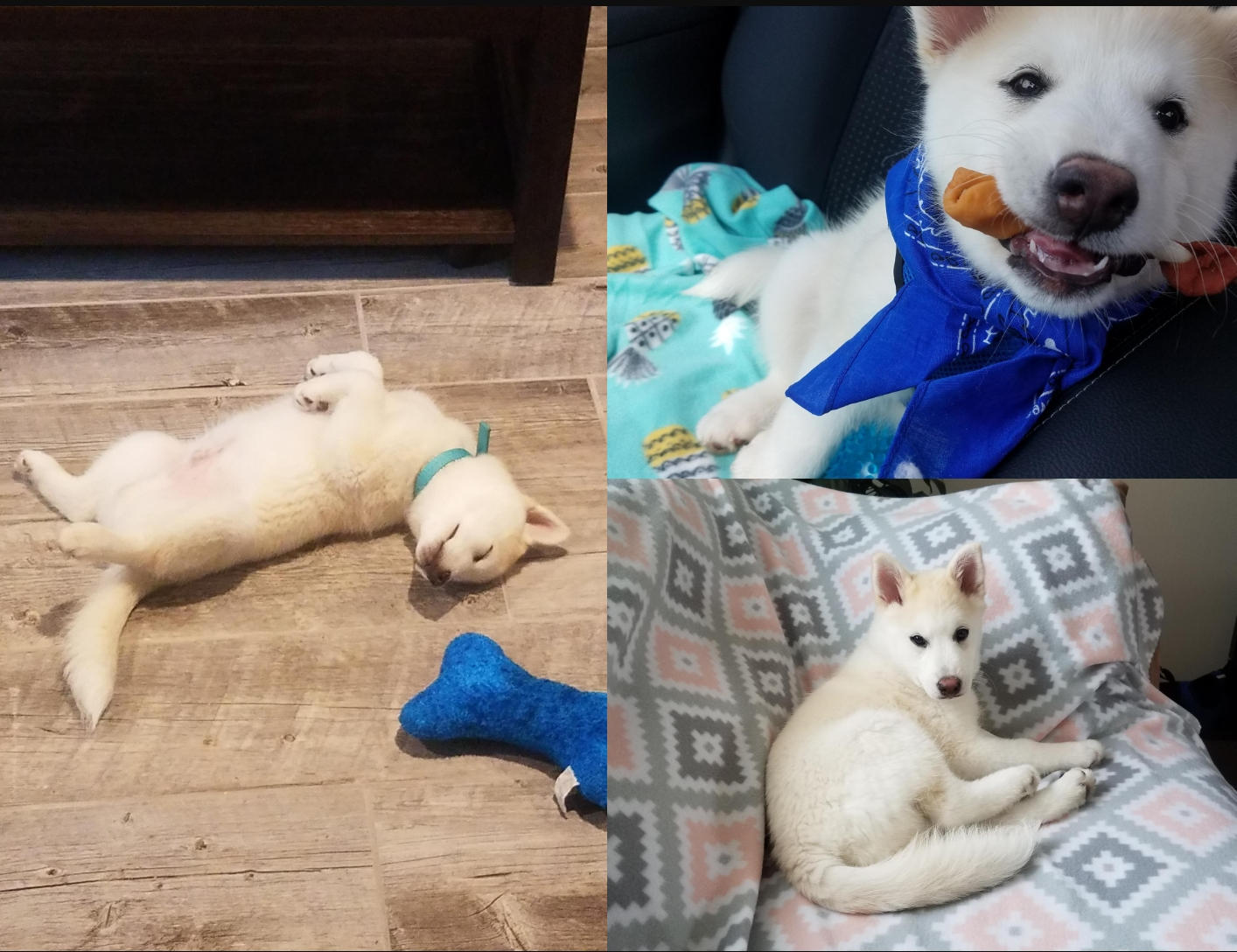 Best Pomsky Baby