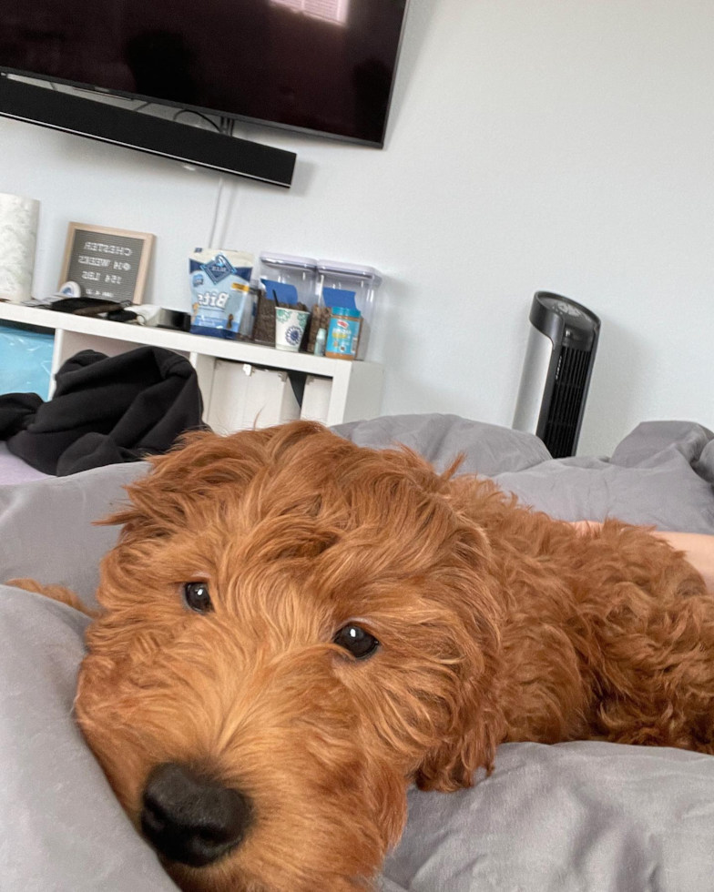 Happy Mini Goldendoodle Pup in South San Francisco CA