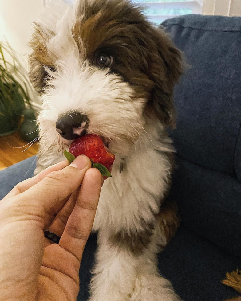 Playful Mini Berniedoodle Poodle Mix Pup