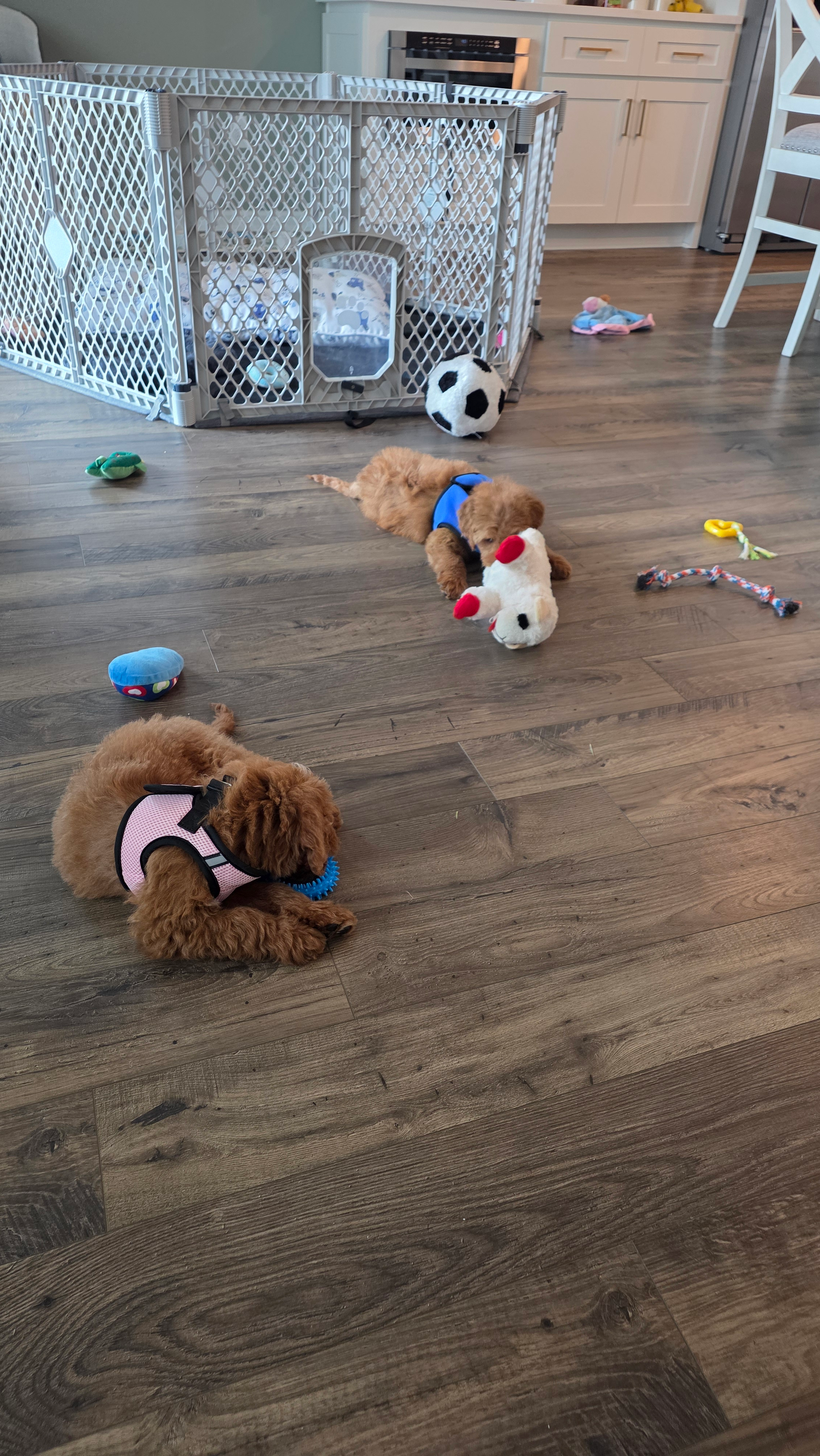 Popular Mini Goldendoodle Poodle Mix Pup
