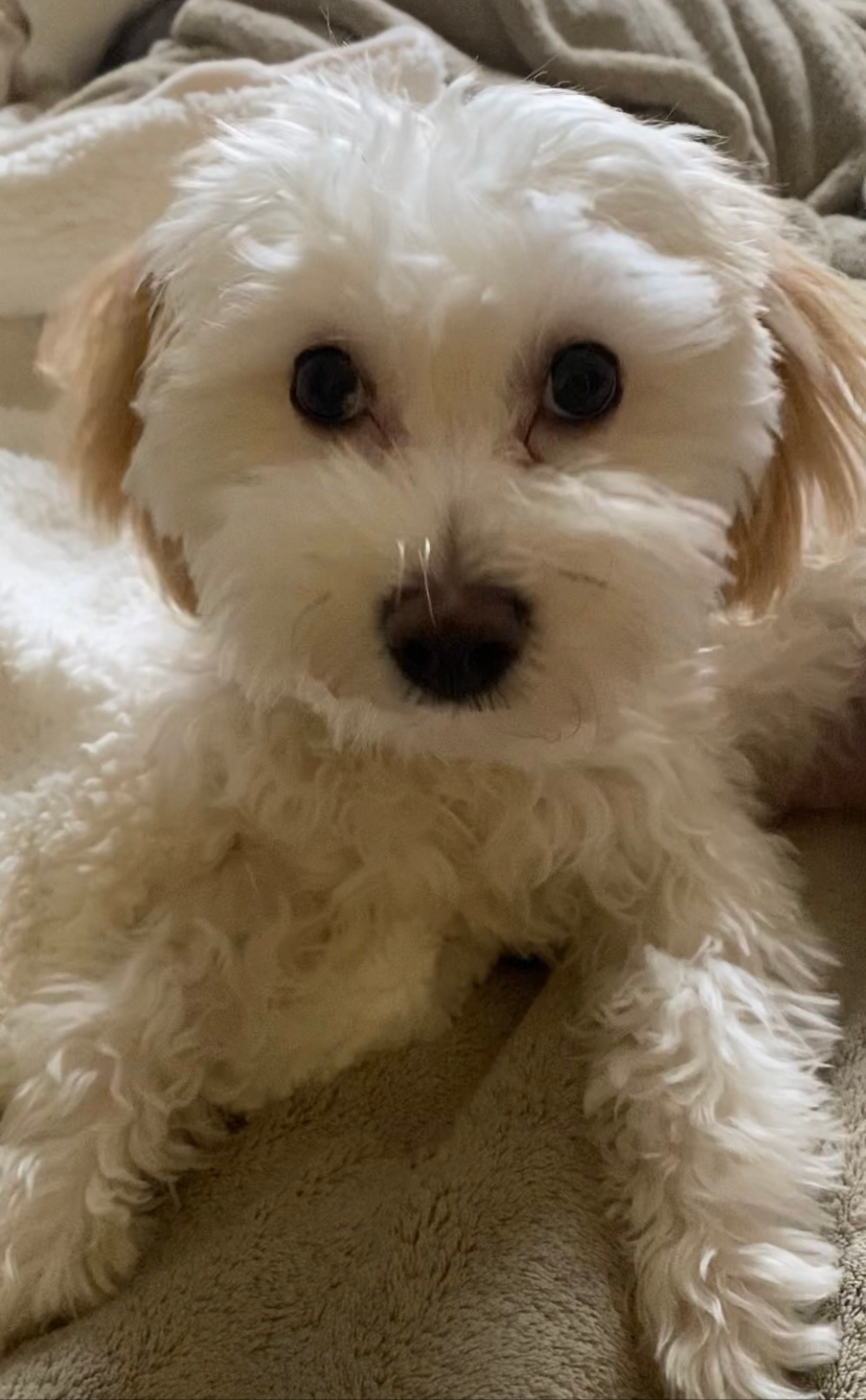 Funny Maltipoo Poodle Mix Pup