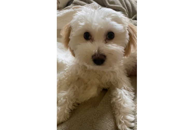 Funny Maltipoo Poodle Mix Pup