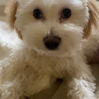 Friendly Maltipoo Pup