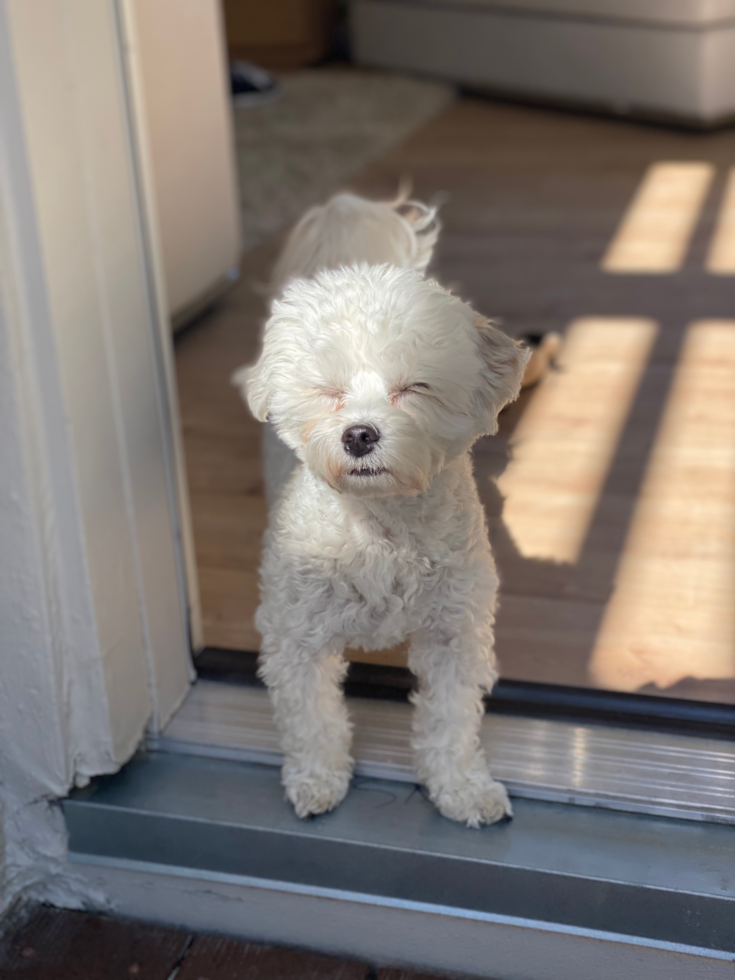 Sweet Maltipoo Pup in Scottsdale AZ