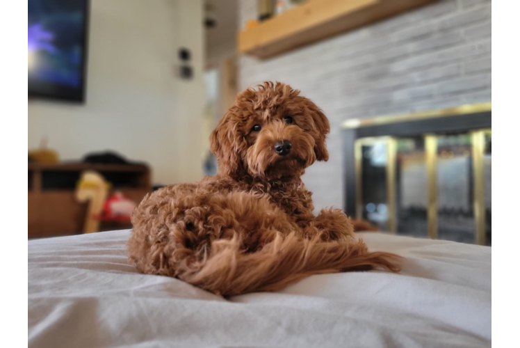 Mini Goldendoodle Pup Being Cute