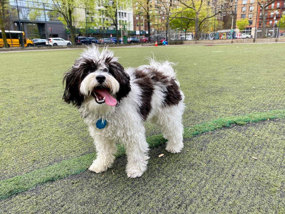 Havanese Being Cute