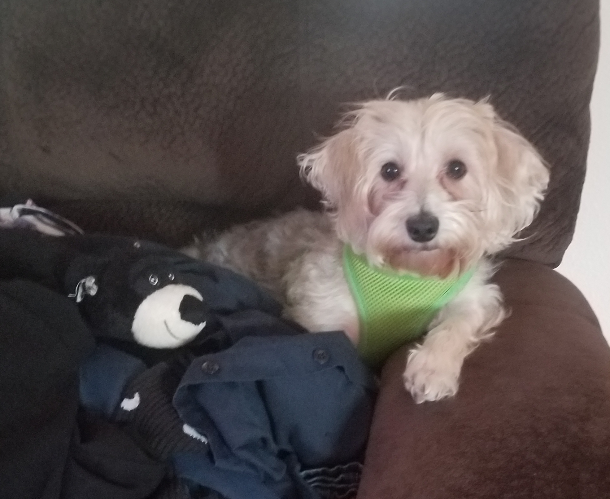 Best Morkie Baby