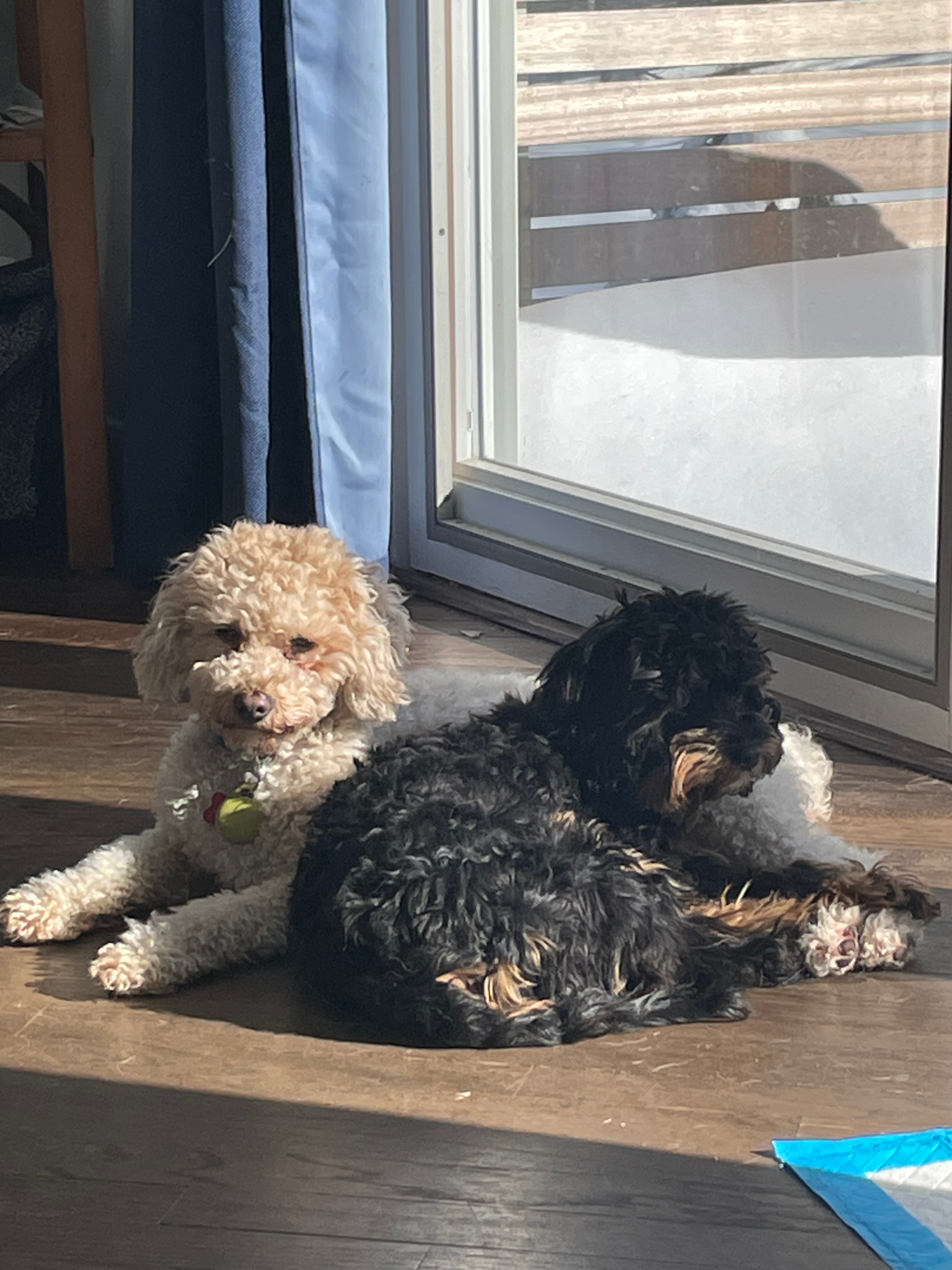 Smart Cavapoo Poodle Mix Pup