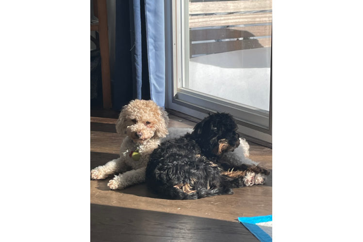 Smart Cavapoo Poodle Mix Pup