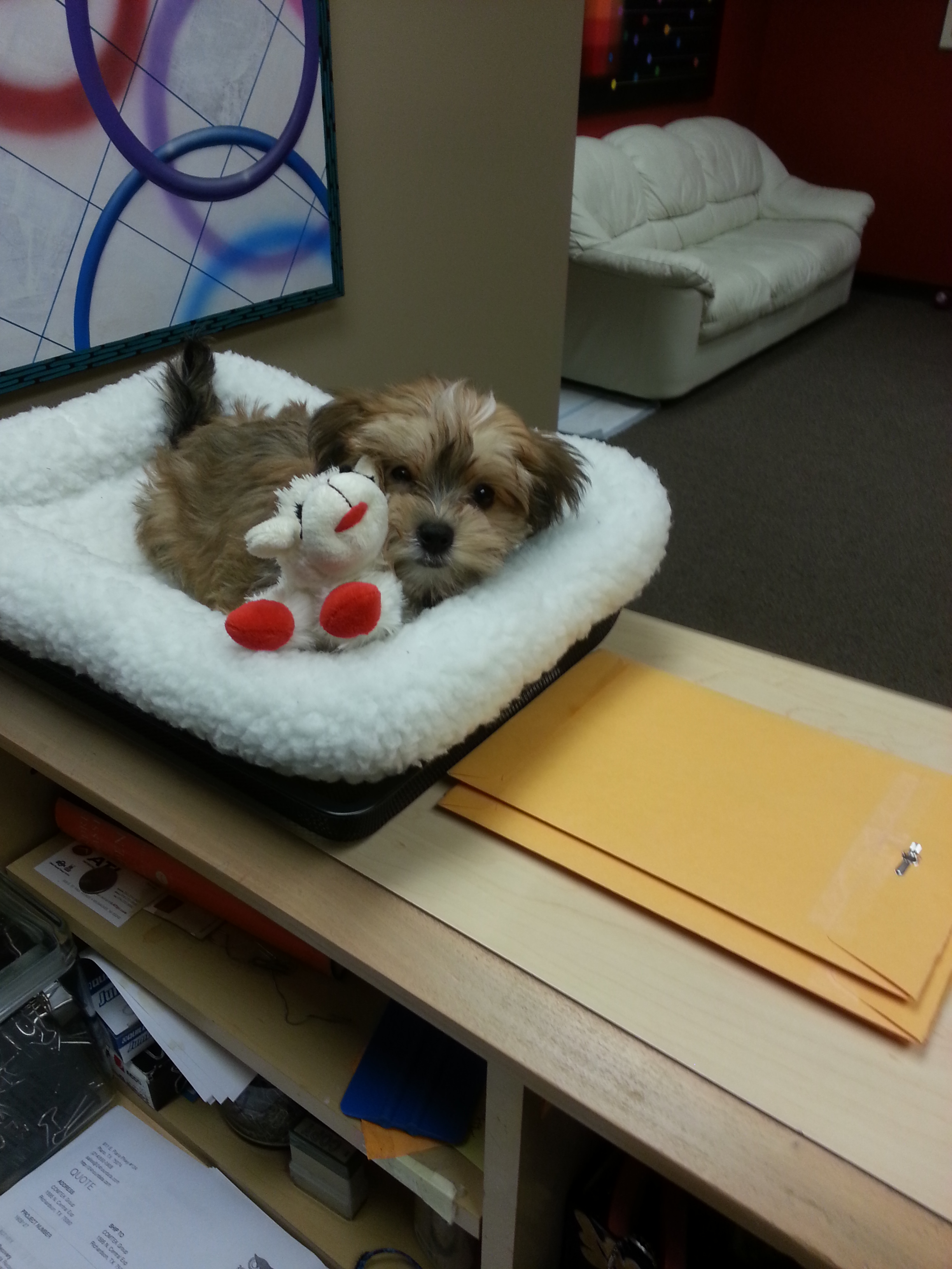 Petite Morkie Designer Pup